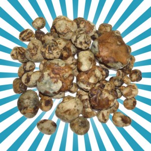 Psilocybe Tampanensis magic truffels